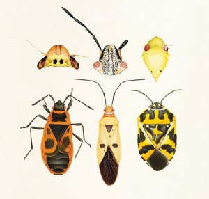 pl_arts_bugs_collage